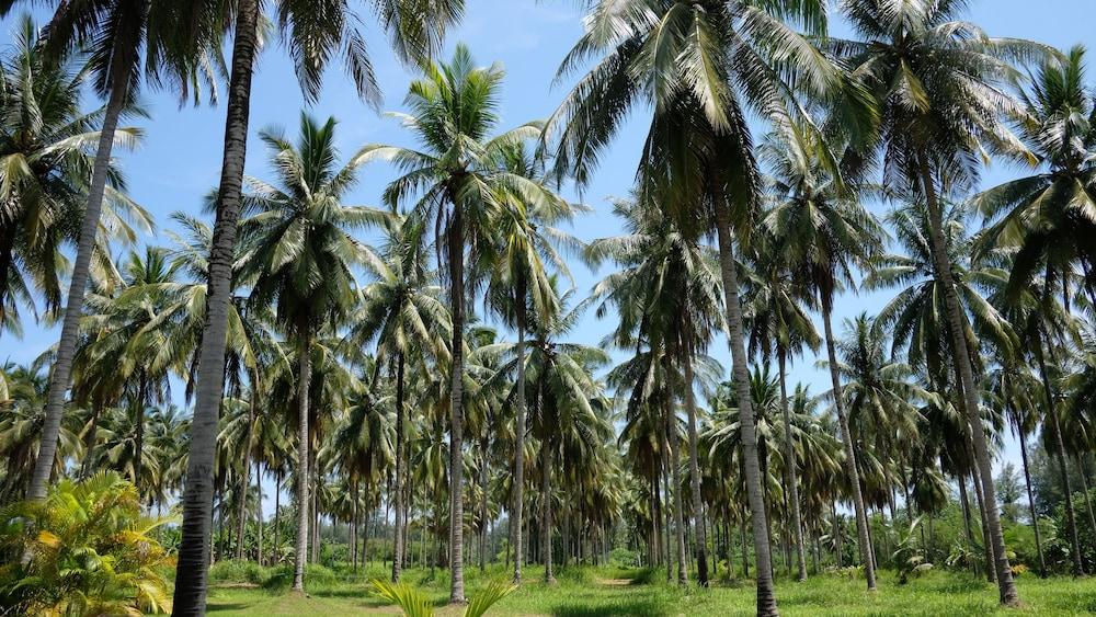 Hotel Khao Lak Golden Coconut Zewnętrze zdjęcie